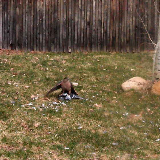 Hawk killing a pigeon